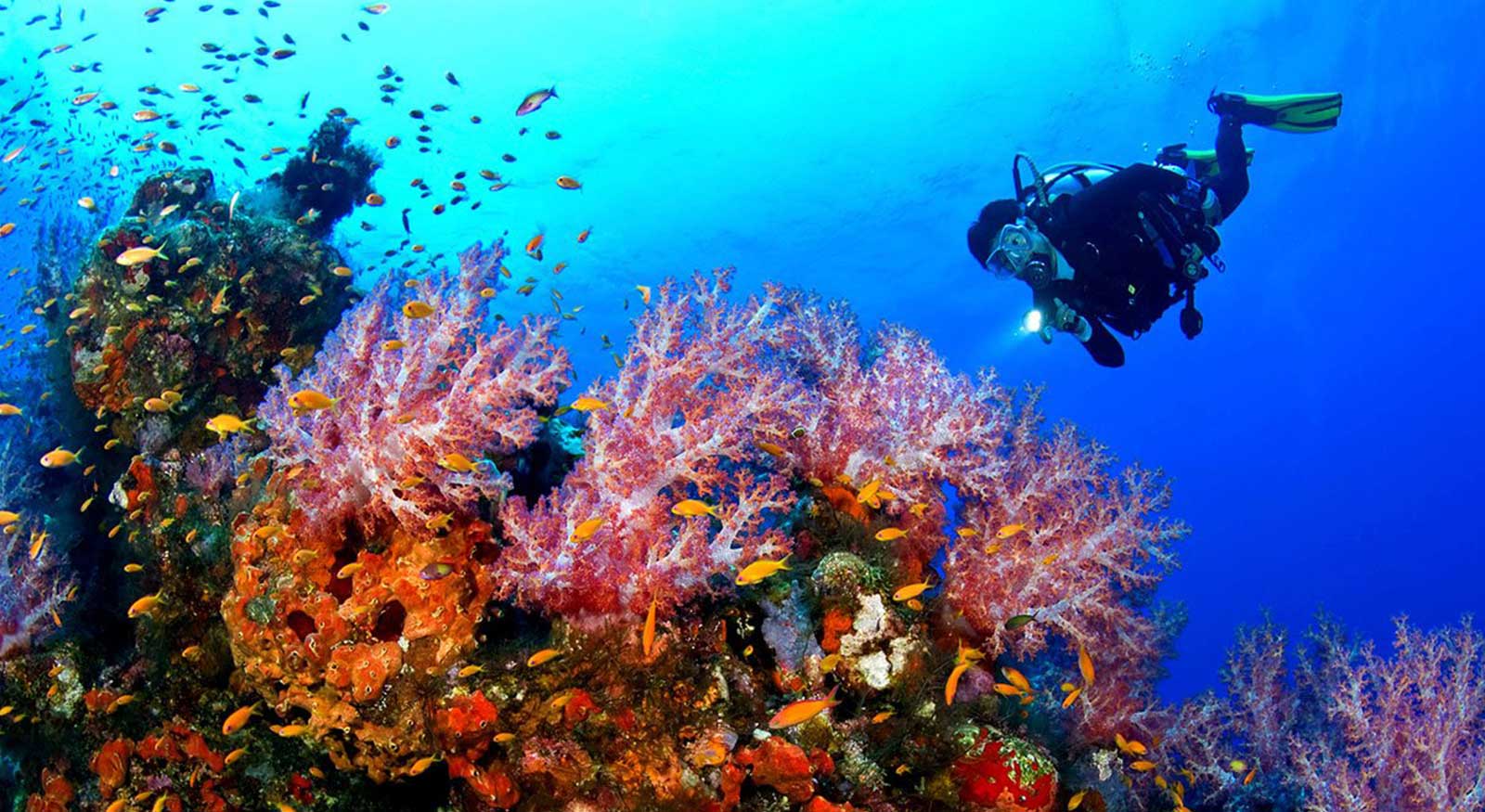 9 Scuba Diving Places in India by Road Tourist Attractions and Things